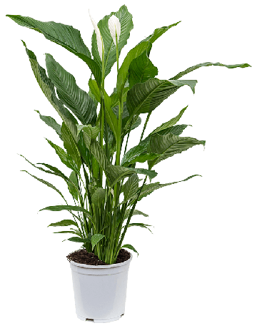 Spathiphyllum 'Sweet Sebastiano'