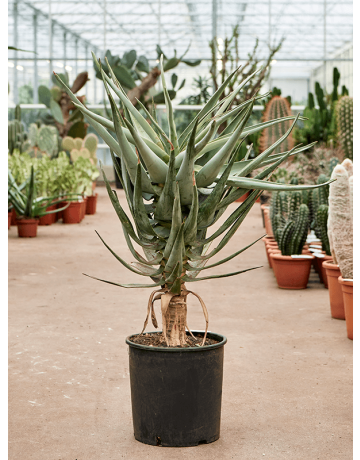 Aloe Dichotoma (100-120)