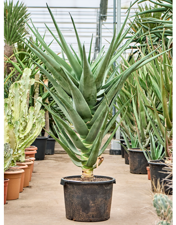 Aloe 'Hercules' (140-160)