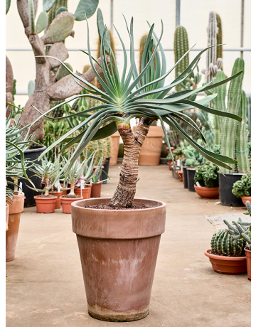 Aloe Plicatilis (90-110)