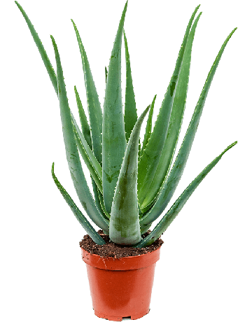 Aloe Vera Barbadensis