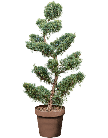 Juniperus Virginiana 'Grey Owl' (160-180)