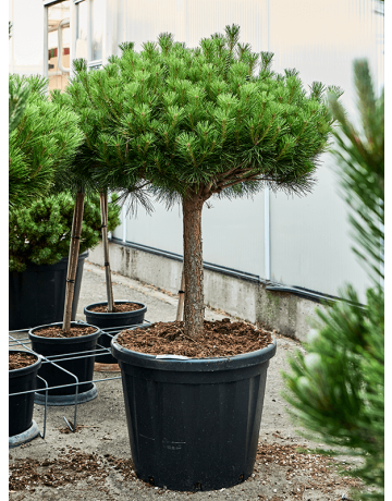 Pinus Densiflora 'Alice Verkade'