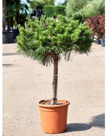 Pinus Nigra 'Pierrick Bregeon' (100-120)