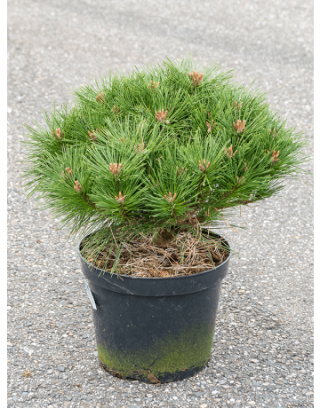 Pinus Nigra 'Pierrick Bregeon'