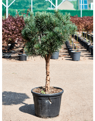 Pinus Sylvestris 'Glauca'
