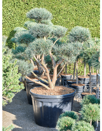 Pinus Sylvestris 'Watereri' (175-195)