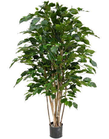 Ficus Benjamina Exotica