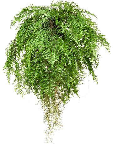 Fern With Roots
