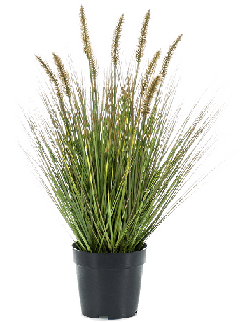 Grass Pennisetum