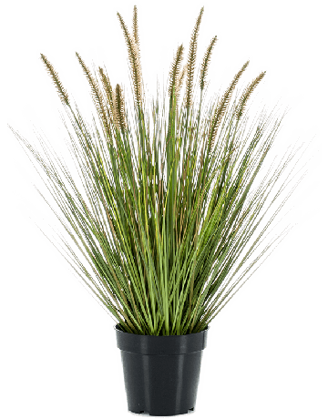 Grass Pennisetum