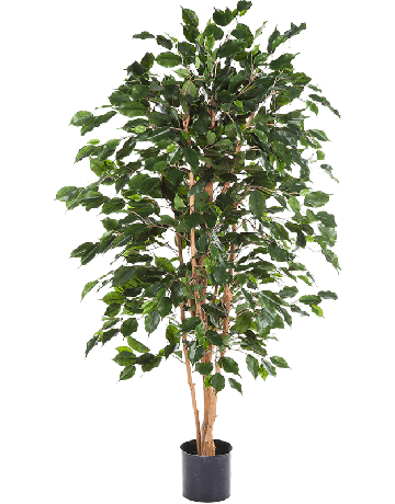 Ficus Exotica