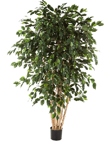 Ficus Exotica