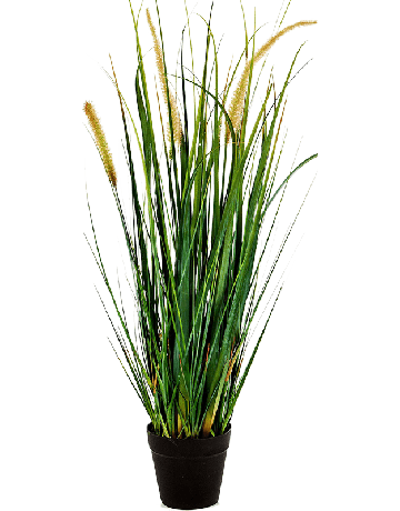 Grass Foxtail