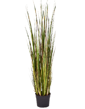 Grass Bamboo