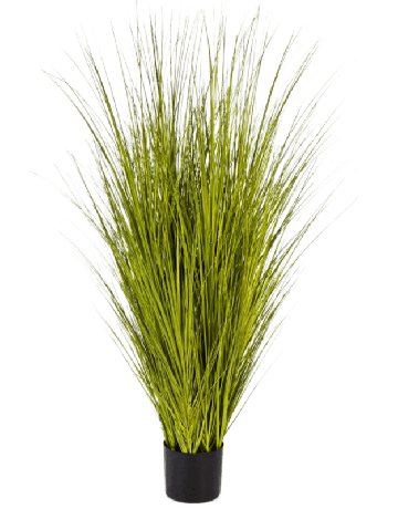 Grass Miscanthus