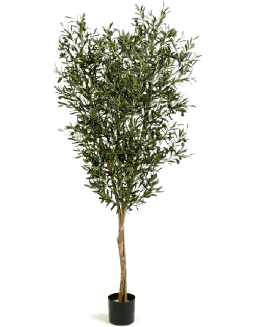 Best big leafed plants - Ficus Lyrata