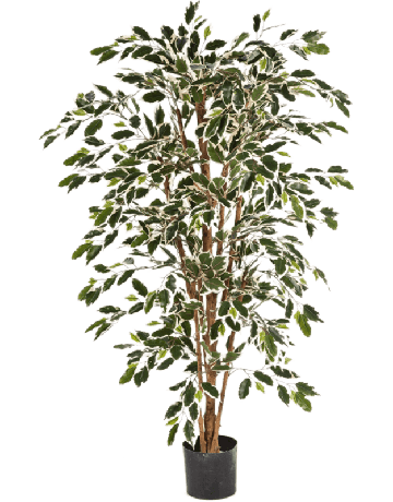 Ficus Nitida Var.