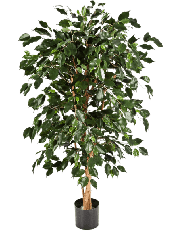 Ficus Nitida Exotica