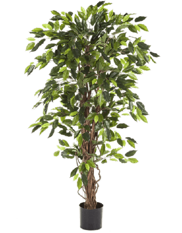 Ficus Liana