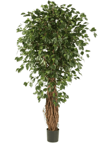 Ficus Liana Exotica