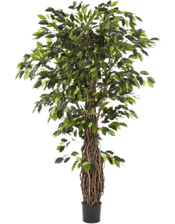 Ficus Liana