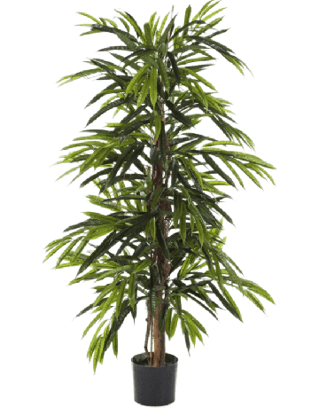 Longifolia