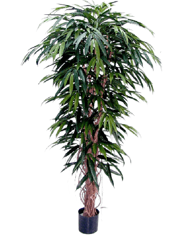 Longifolia