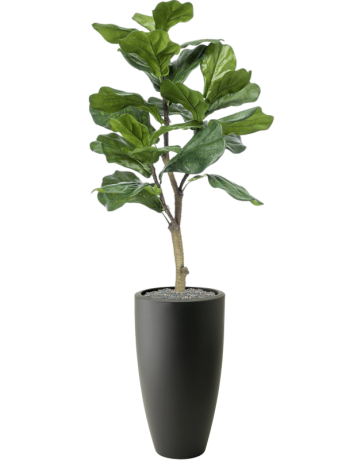 Ficus Lyrata In Pure\u00ae