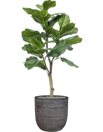 Ficus Lyrata In Capi Nature Rib NL