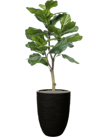 Ficus Lyrata In Capi Nature Rib NL