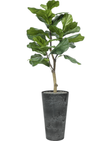 Ficus Lyrata In Artstone