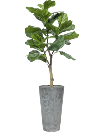 Ficus Lyrata In Artstone
