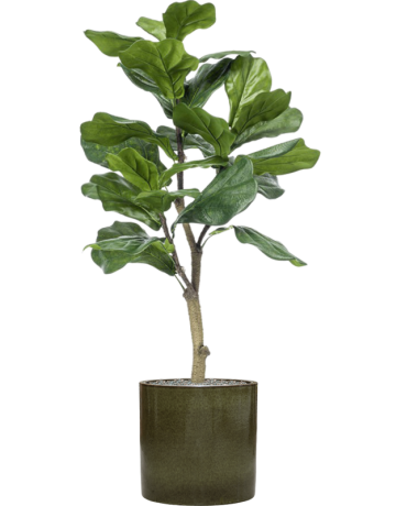 Ficus Lyrata In Cylinder