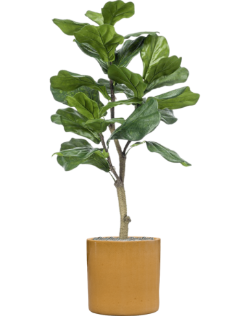 Ficus Lyrata In Cylinder