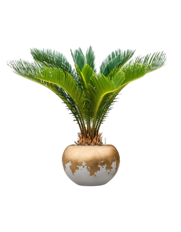 Cycas Revoluta In Baq Luxe Lite Glossy