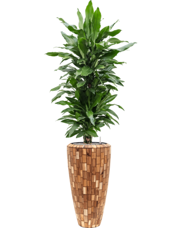 Dracaena Fragrans 'Janet Lind' In Baq Facets Jenga