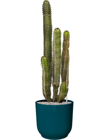 Euphorbia Canariensis In Vibes Fold