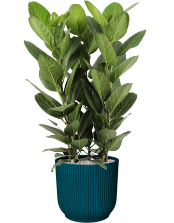 Ficus Benghalensis 'Audrey' In Vibes Fold