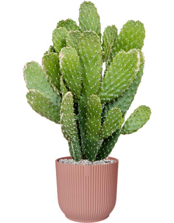Opuntia Consolea In Vibes Fold