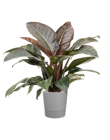 Philodendron `Imperial Red' In Greensense Aqua Care
