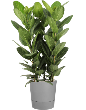 Ficus Benghalensis 'Audrey' In Greensense Aqua Care