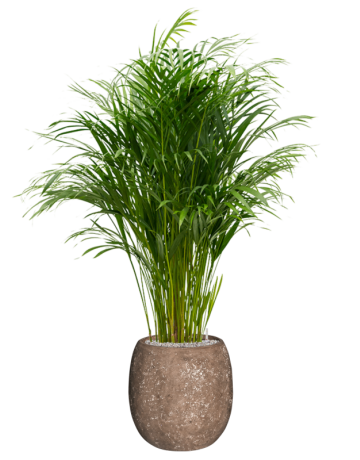 Dypsis (Areca) Lutescens In Baq Polystone Coated Plain