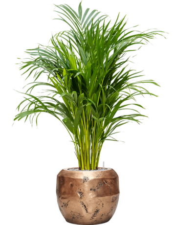 Dypsis (Areca) Lutescens In Baq Opus Raw