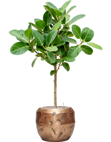 Ficus Benghalensis 'Audrey' In Baq Opus Raw