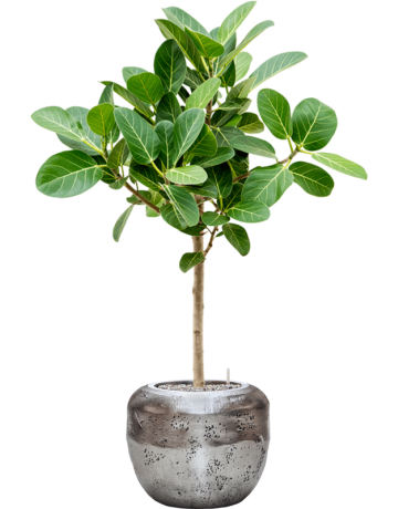 Ficus Benghalensis 'Audrey' In Baq Opus Raw