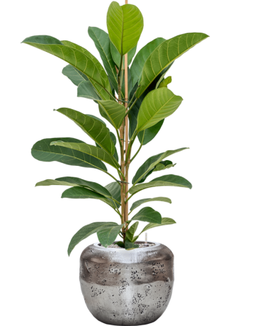Ficus Benghalensis 'Roy' In Baq Opus Raw