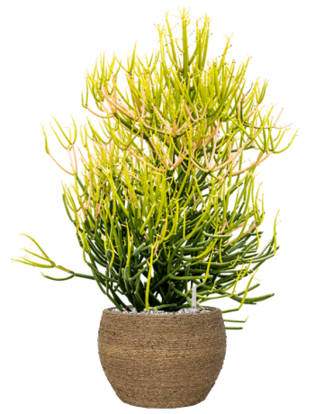 Euphorbia Tirucalli 'Stick On Fire' In Bohemian