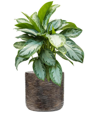 Aglaonema 'Silver Bay' In Baq Luxe Lite Universe Wrinkle