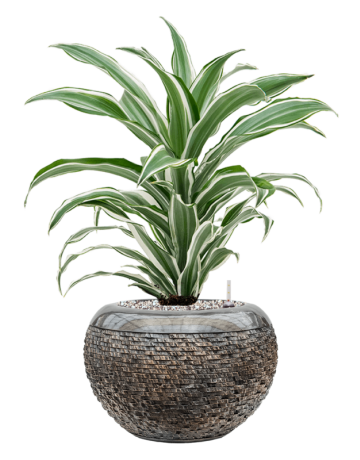 Dracaena Fragrans 'White Jewel' In Baq Luxe Lite Layer